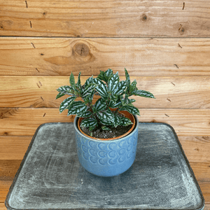 Pilea Cadierei Aluminium 4" Plant, Indoor / Outdoor Houseplants
