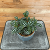 Pilea Cadierei Aluminium 4" Plant, Indoor / Outdoor Houseplants