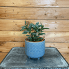 Pilea Cadierei Aluminium 4" Plant, Indoor / Outdoor Houseplants