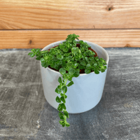 Pilea Green Baby Tears 2" Plant, Indoor / Outdoor Houseplants