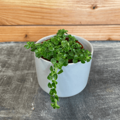 Pilea Green Baby Tears 2