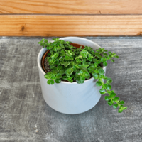 Pilea Green Baby Tears 2" Plant, Indoor / Outdoor Houseplants