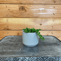 Pilea Green Baby Tears 2" Plant, Indoor / Outdoor Houseplants