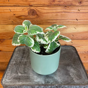 Plectranthus Variegated, 4" Plant, Indoor / Outdoor Houseplants