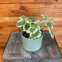 Plectranthus Variegated, 4" Plant, Indoor / Outdoor Houseplants