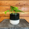 Epipremnum Golden Pothos 4" Plant, Indoor / Outdoor Houseplants