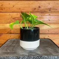 Epipremnum Golden Pothos 4" Plant, Indoor / Outdoor Houseplants