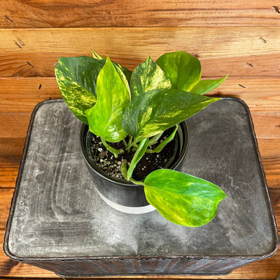 Epipremnum Golden Pothos 4