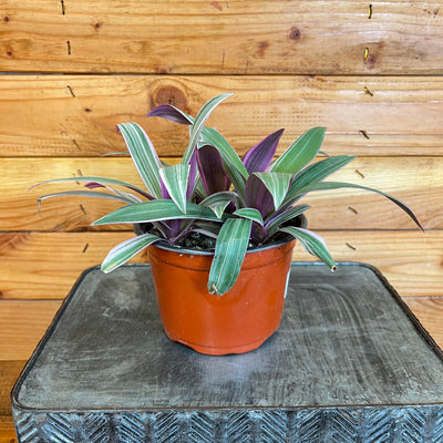 Rhoeo Spathacea Tricolor, 6