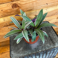 Rhoeo Spathacea Tricolor, 6" Plant, Indoor / Outdoor Houseplants