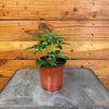 Schefflera Moondrop 4" Plant, Indoor / Outdoor Houseplants