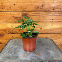 Schefflera Moondrop 4" Plant, Indoor / Outdoor Houseplants