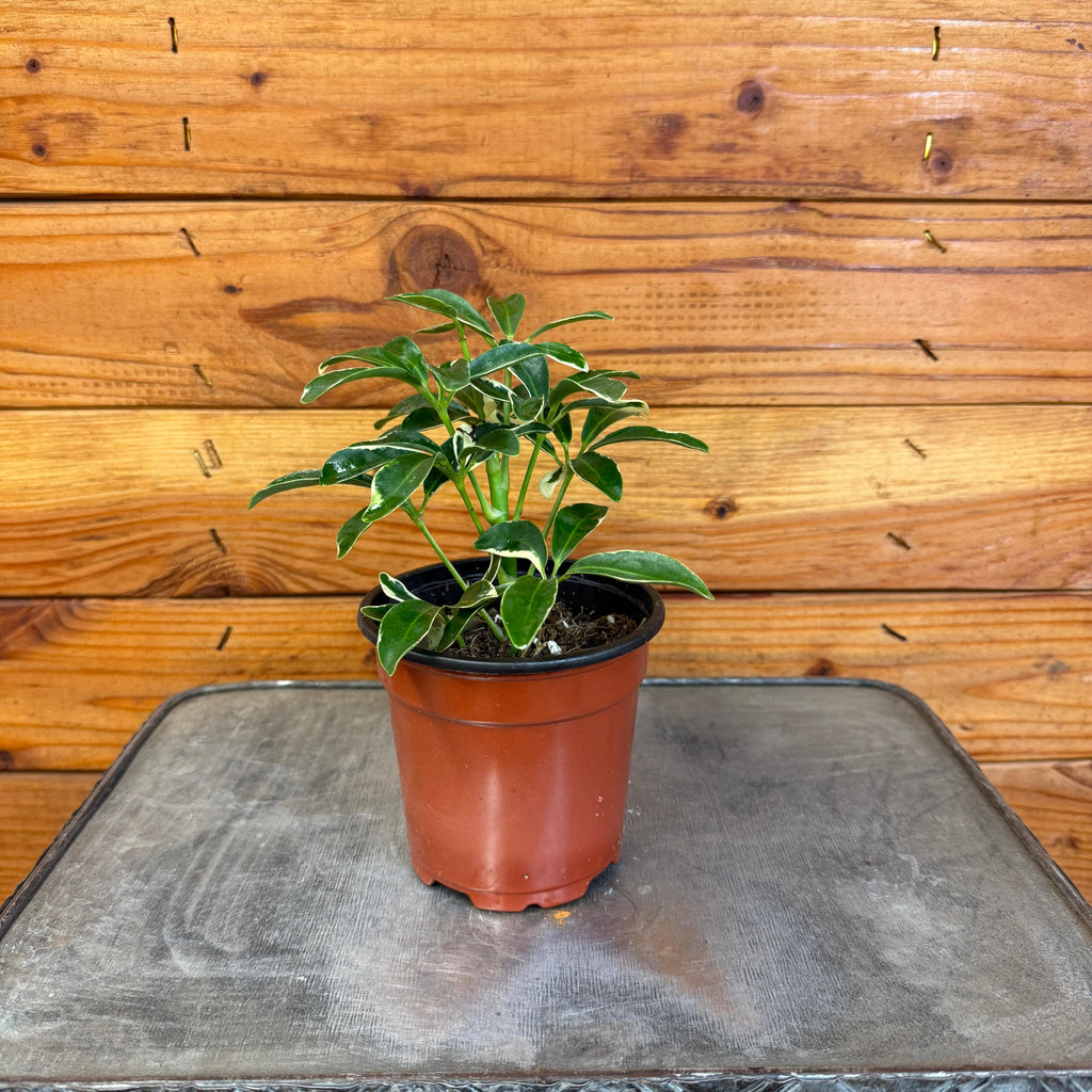 Schefflera Moondrop 4" Plant, Indoor / Outdoor Houseplants