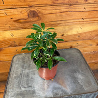 Schefflera Moondrop 4" Plant, Indoor / Outdoor Houseplants