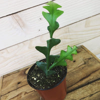 Selenicereus Anthonyanus Fishbone Cactus, 4" Plant, Indoor / Outdoor Houseplants