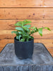 Selenicereus chrysocardium Fernleaf Cactus, 4" Plant, Indoor / Outdoor Houseplants
