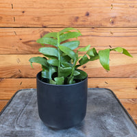 Selenicereus chrysocardium Fernleaf Cactus, 4" Plant, Indoor / Outdoor Houseplants