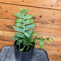 Selenicereus chrysocardium Fernleaf Cactus, 4" Plant, Indoor / Outdoor Houseplants