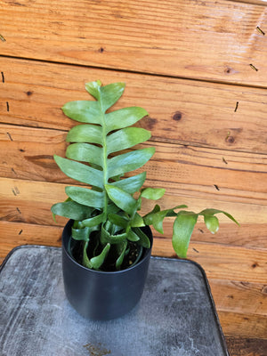 Selenicereus chrysocardium Fernleaf Cactus, 4