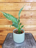 Spathiphyllum Domino 4" Plant, Indoor / Outdoor Houseplants
