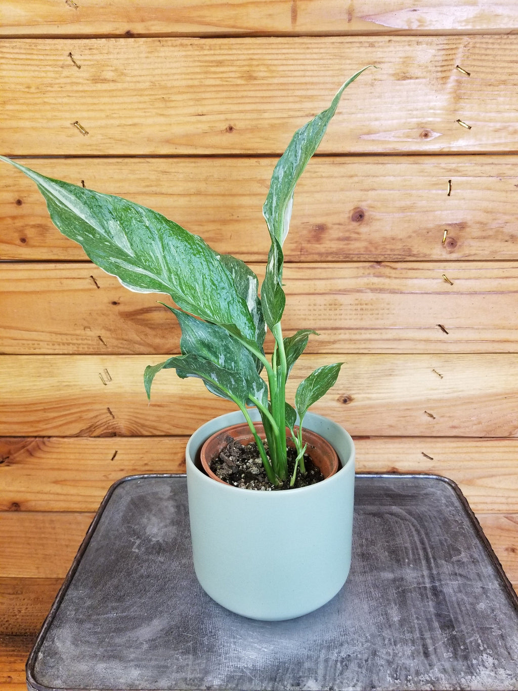 Spathiphyllum Domino 4" Plant, Indoor / Outdoor Houseplants
