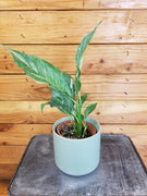 Spathiphyllum Domino 4" Plant, Indoor / Outdoor Houseplants