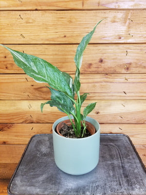 Spathiphyllum Domino 4