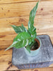 Spathiphyllum Domino 4" Plant, Indoor / Outdoor Houseplants
