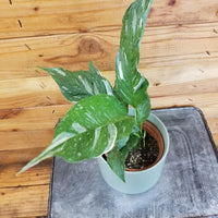 Spathiphyllum Domino 4" Plant, Indoor / Outdoor Houseplants