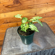 Syngonium Batik 4" Plant, Indoor / Outdoor Houseplants