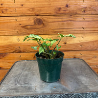 Syngonium Batik 4" Plant, Indoor / Outdoor Houseplants