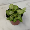 Syngonium Yami Red Wine 4" Plant, Indoor / Outdoor Houseplants