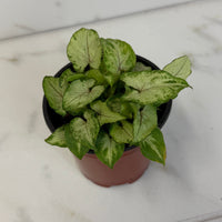 Syngonium Yami Red Wine 4" Plant, Indoor / Outdoor Houseplants