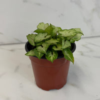 Syngonium Yami Red Wine 4" Plant, Indoor / Outdoor Houseplants