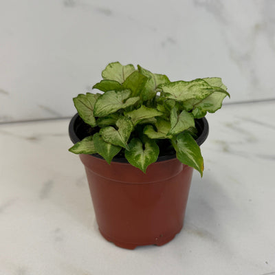 Syngonium Yami Red Wine 4