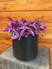 Tradescantia Pink Paradise 6” Plant, Indoor / Outdoor Houseplants