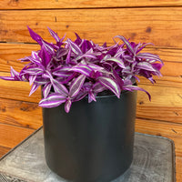 Tradescantia Pink Paradise 6” Plant, Indoor / Outdoor Houseplants