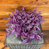 Tradescantia Pink Paradise 6” Plant, Indoor / Outdoor Houseplants