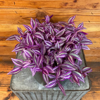 Tradescantia Pink Paradise 6” Plant, Indoor / Outdoor Houseplants