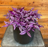 Tradescantia Pink Paradise 6” Plant, Indoor / Outdoor Houseplants