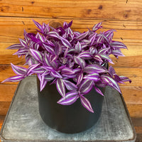 Tradescantia Pink Paradise 6” Plant, Indoor / Outdoor Houseplants