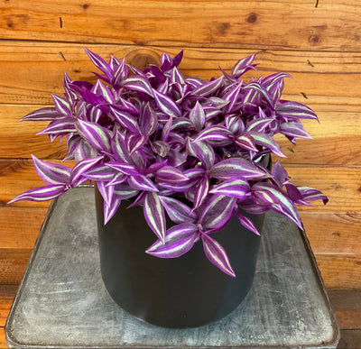 Tradescantia Pink Paradise 6” Plant, Indoor / Outdoor Houseplants