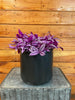 Tradescantia Pink Paradise 6” Plant, Indoor / Outdoor Houseplants