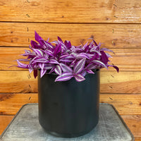 Tradescantia Pink Paradise 6” Plant, Indoor / Outdoor Houseplants