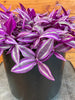 Tradescantia Pink Paradise 6” Plant, Indoor / Outdoor Houseplants
