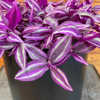 Tradescantia Pink Paradise 6” Plant, Indoor / Outdoor Houseplants