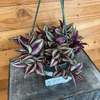 Tradescantia Zebrina Purple 6" Plant, Indoor / Outdoor Houseplants