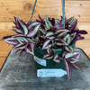 Tradescantia Zebrina Purple 6" Plant, Indoor / Outdoor Houseplants