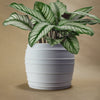 The Vintage Siena Planter With Color & Size Options