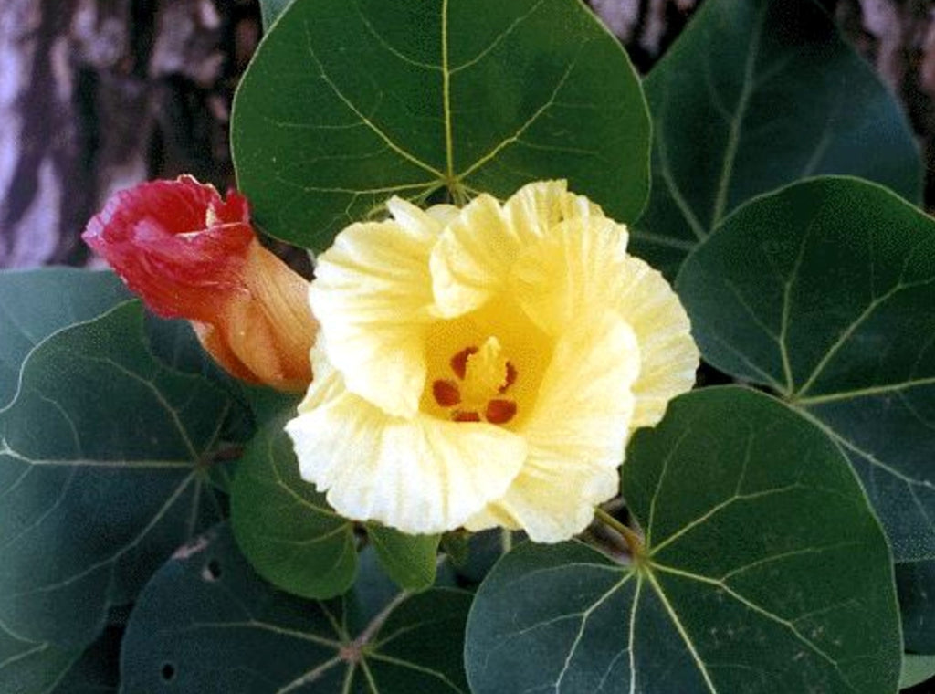 Peratia Tree Thespesia Populnea 15 Seeds, Indian Tulip Portia Tree Flowering Pacifi ...